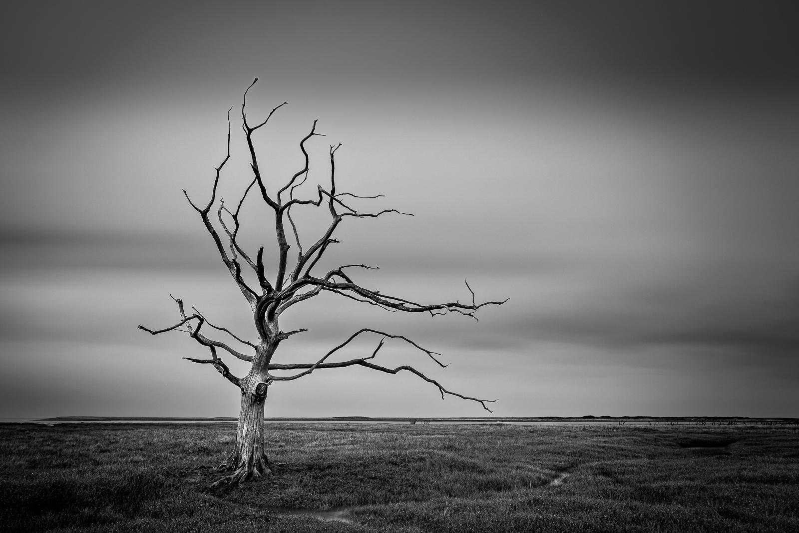 LONE TREE